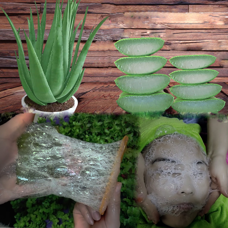 芦荟叶子灌肤室内大盆多肉绿植物盆栽吸甲醛美容护肤可敷脸灌肤