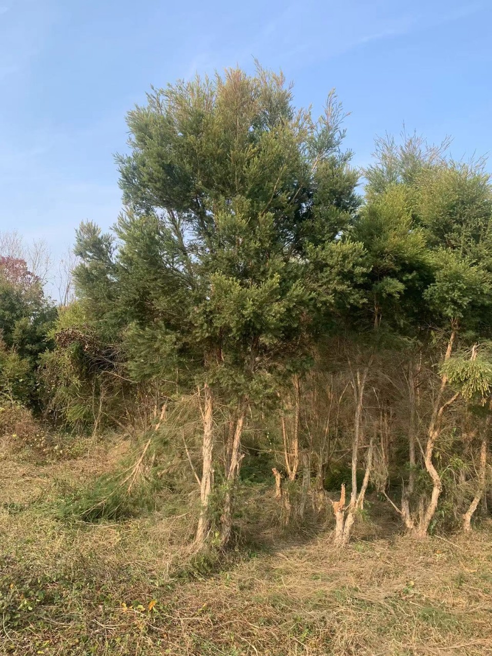 2201基地供应 澳洲茶树 10-20cm 互叶白千层 地苗 绿化乔木-阿里巴巴