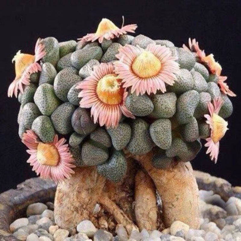 开花多肉 唐扇天女多肉植物迷你多肉组合盆栽肉肉办公室迷你肉肉