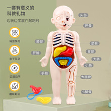 跨境热销儿童科教认知玩具人体器官结构模型拼装配对医学早教男女