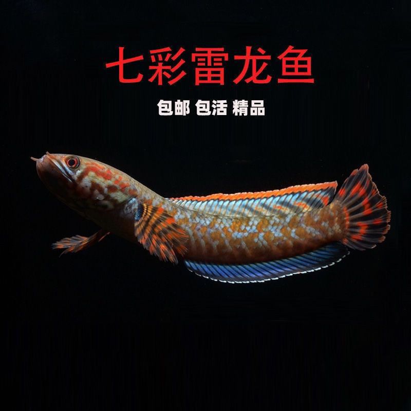雷龙鱼七彩观赏鱼淡水鱼耐养七彩活体观赏鱼一件代发厂家跨境批发