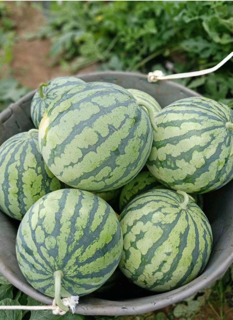 京欣西瓜种子特大巨型懒汉西瓜种籽孑超甜南方春季夏秋四季蔬菜苗
