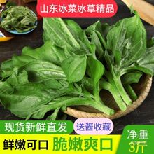 山东冰草冰菜沙拉菜新鲜蔬菜冰草生吃现摘现发水晶冰菜1斤3斤5斤