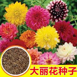 进口大丽花种子