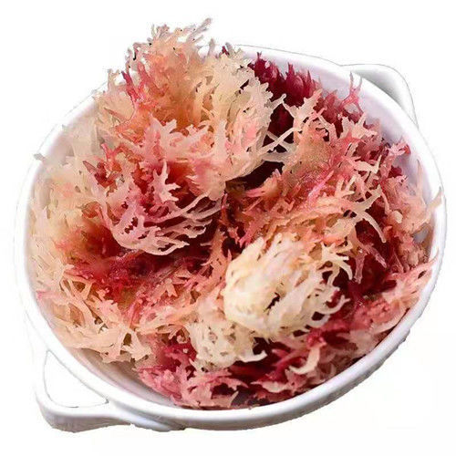 全干天然石花菜 海石花 血珊瑚 海燕窝 凉拌菜 高泡发率