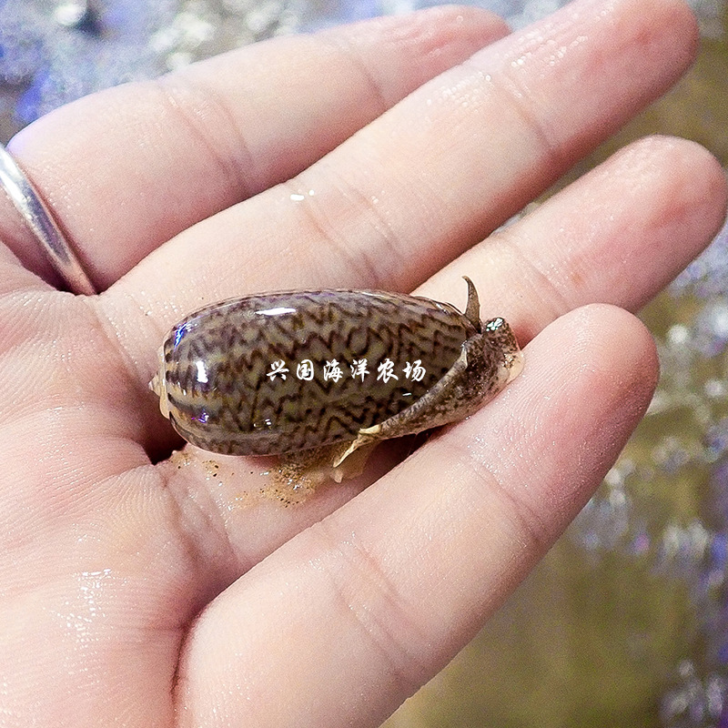 进口翻沙螺 活体海水鱼珊瑚缸海缸翻砂海星除藻生物快递包活