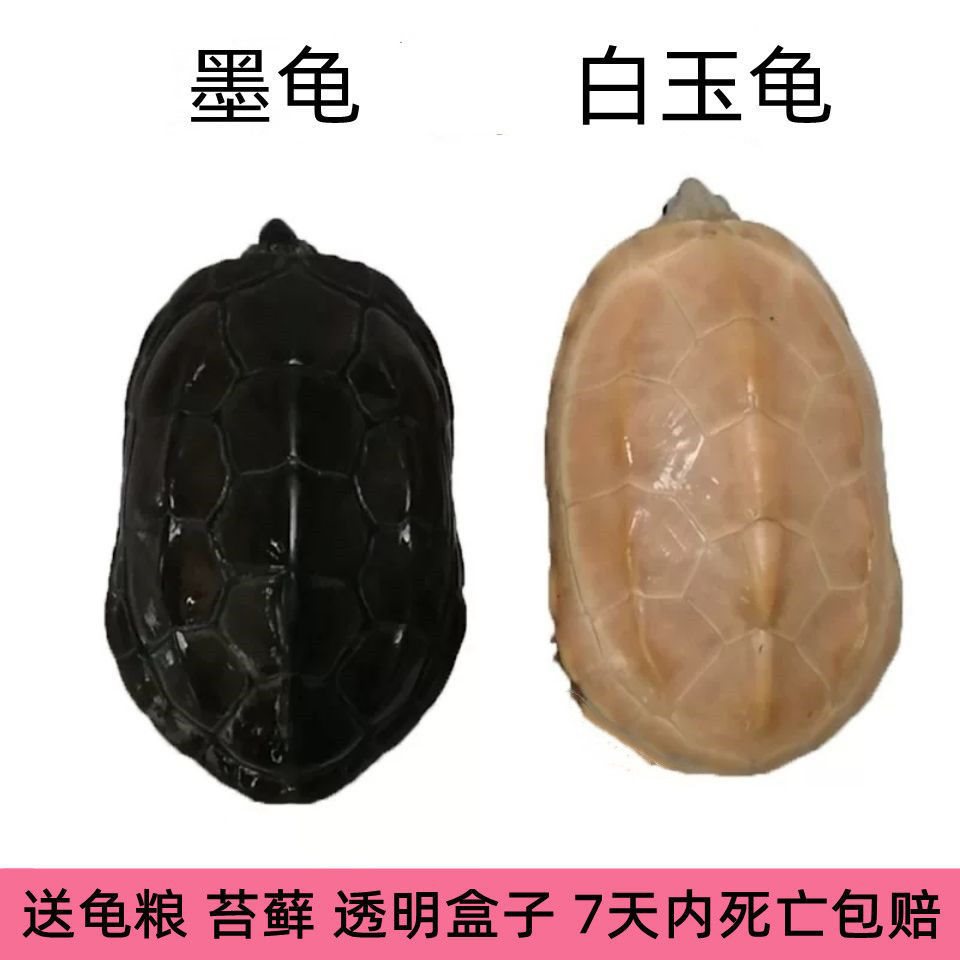 白玉龟 顶墨龟 活体宠物外塘冷水小乌龟中华草龟长寿龟黑腹观赏龟