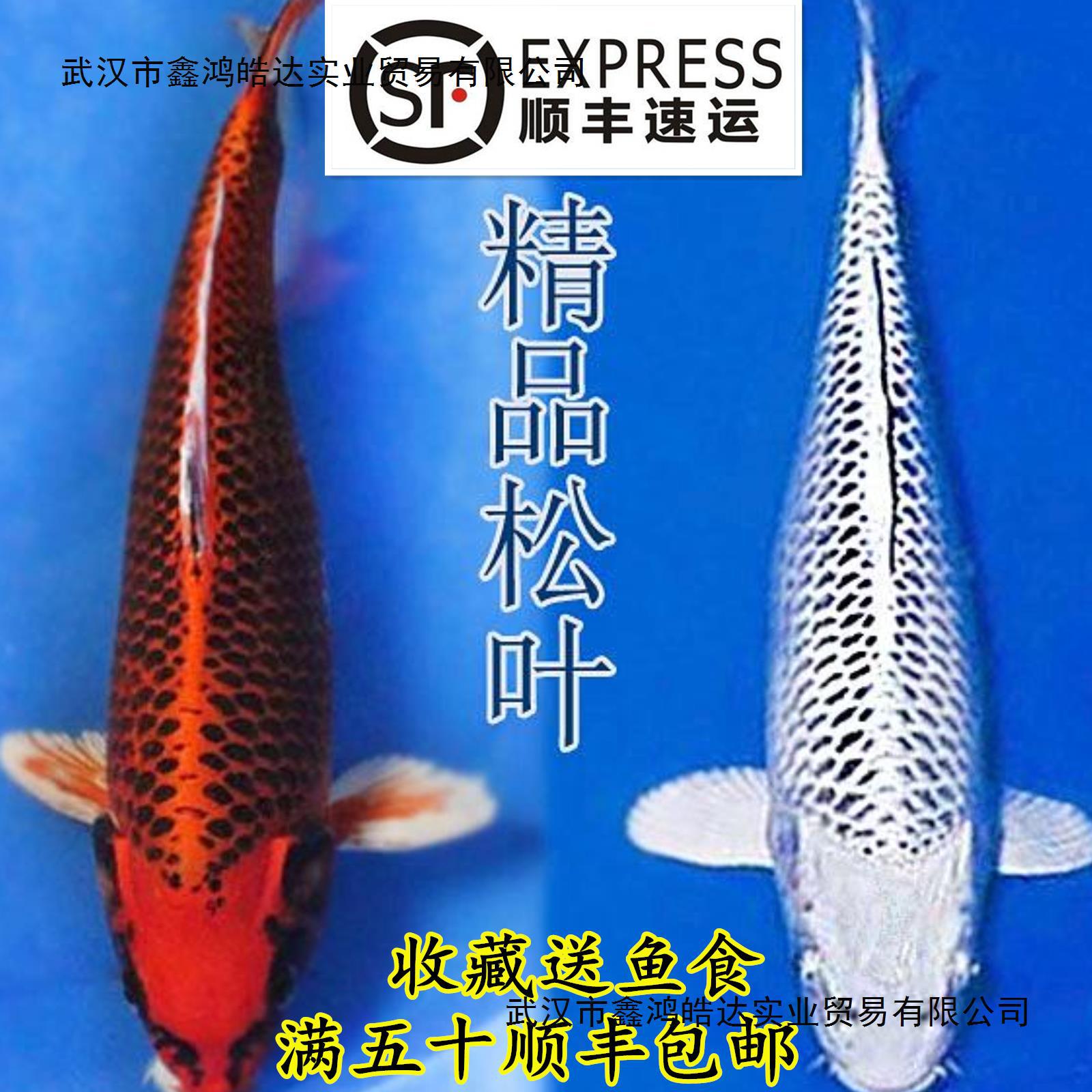 观赏鱼日本松叶锦鲤金松叶银松叶红松叶锦鲤鱼活体风水冷水金鱼苗