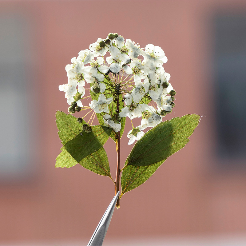 小水仙带枝干花 干花压花批发植物标本书签真树叶真花树叶贴画