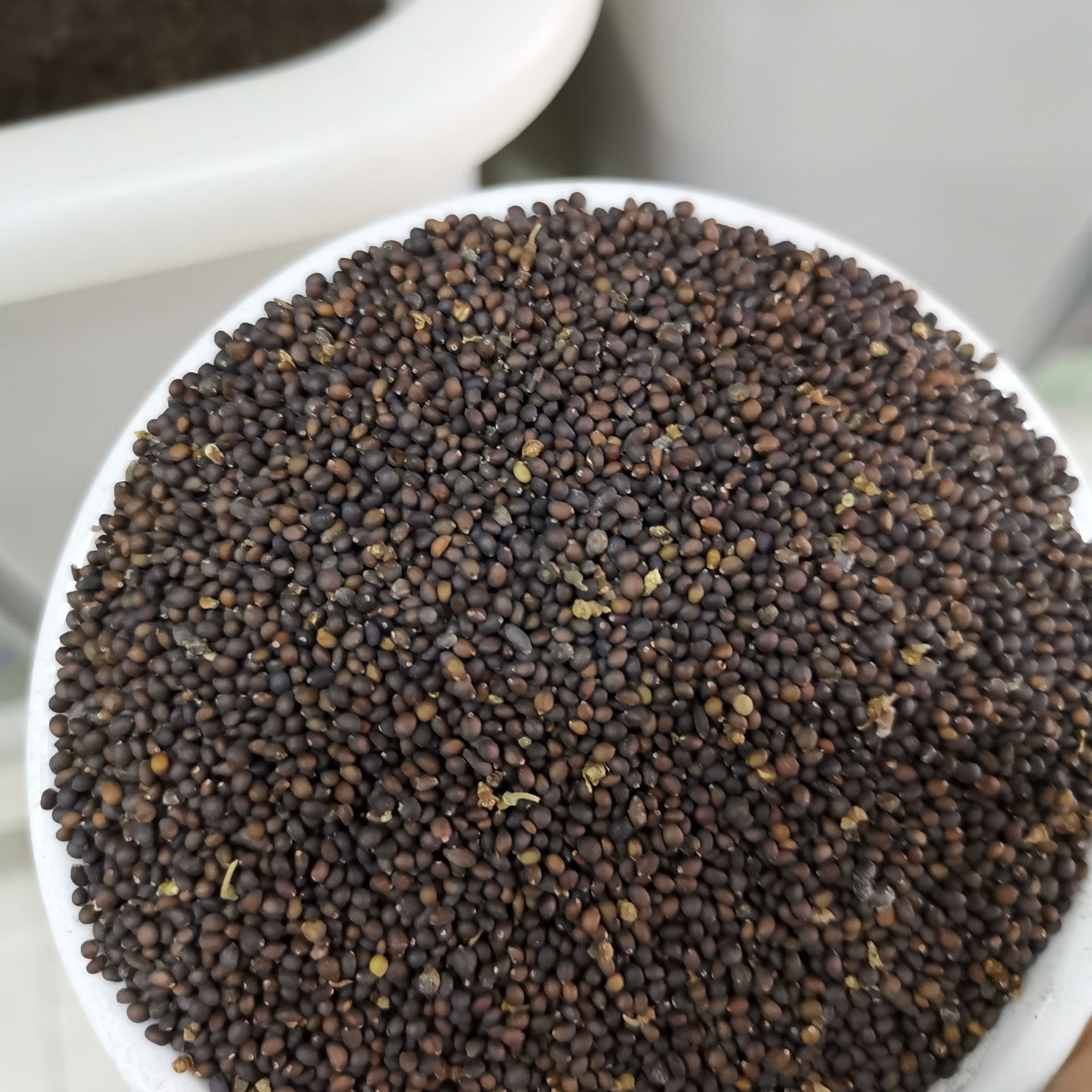 家庭园艺花卉种子宿根鼠尾草种子工程绿化花海观赏花籽小籽鼠尾草-阿