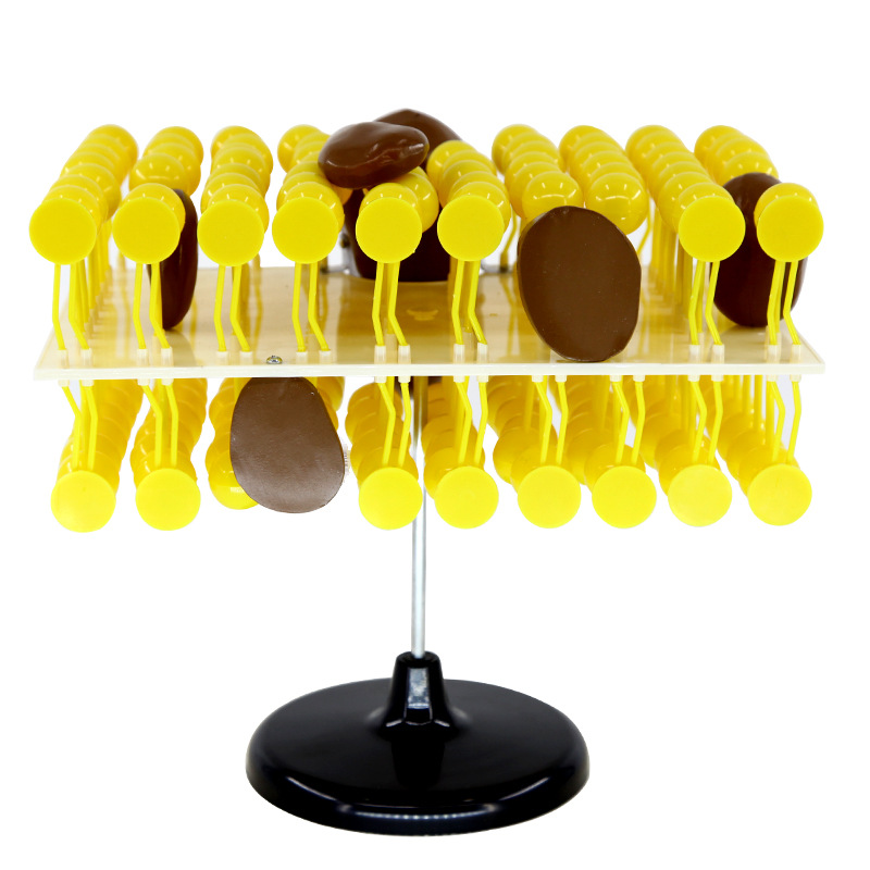 青华33304细胞流动镶嵌模型组件初高中生物教学演示器材科教仪器