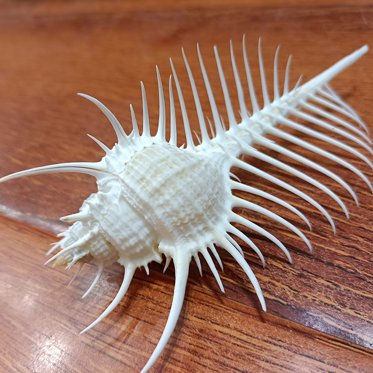 现货批发贝壳海螺深海维纳斯骨10-12cm螺鱼缸造景工艺品摆件