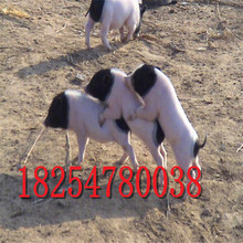 巴马香猪养殖基地藏香猪能长多大二元猪出售猪仔子供应