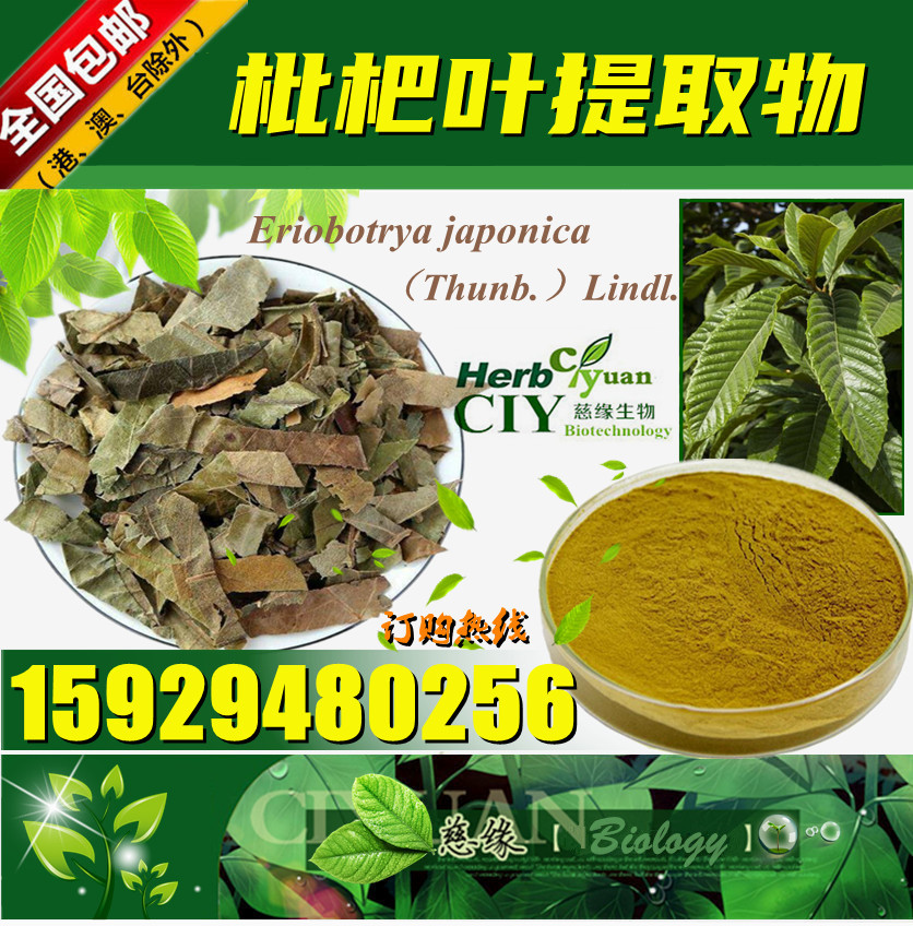 【现货供应】枇杷叶提取物10:1 芦桔叶提取物