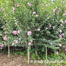 批发红花重瓣木槿丛生木槿独干木槿小苗红花木槿 园林绿化植物