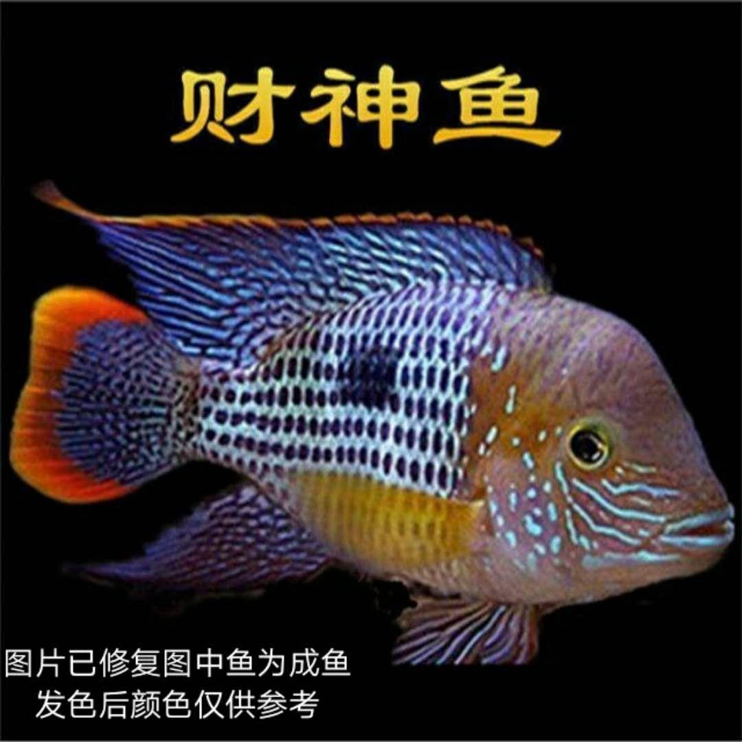 玉面皇冠财神鱼活体红宝石好养卵生宠物及园艺水族观赏鱼南