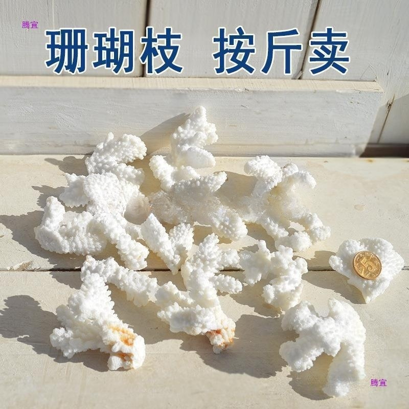 天然珊瑚石海螺贝壳diy真珊瑚碎枝鱼缸底部装饰铺底地台装饰跨境