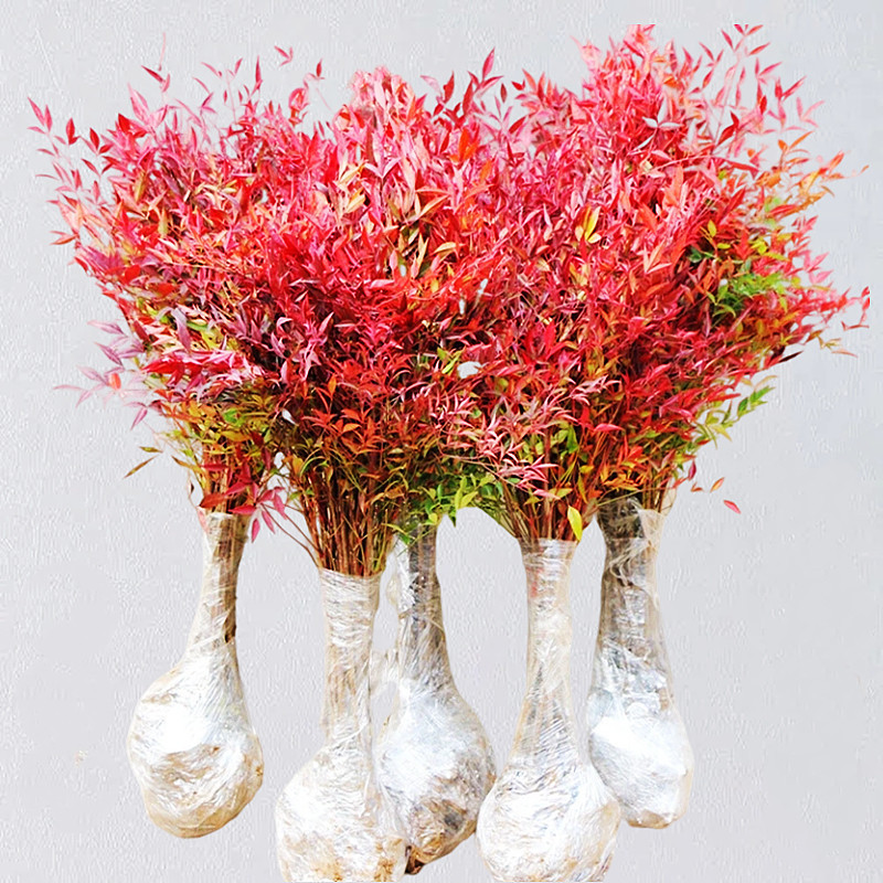 火焰南天竹树苗盆栽水培养植物室内花卉绿植庭院观叶耐寒老桩盆景