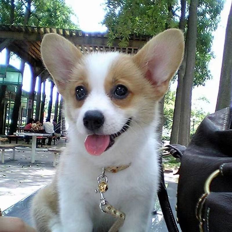 批发纯种柯基幼犬活体柯基小型犬伴侣犬狗狗三通柯基宠物犬宠物狗