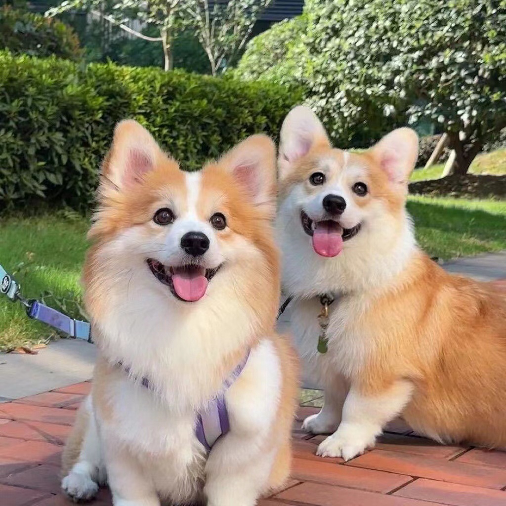 纯种柯基幼犬活体 小型犬双色三色柯基家养宠物狗 柯基幼犬价格