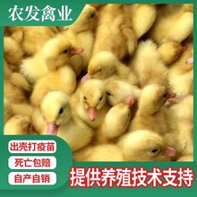 大种肉鸭苗价格厂家供应优良樱桃谷鸭苗白鸭苗北京活体鸭苗批发