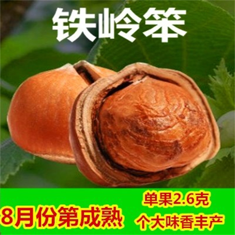 铁岭大榛子树苗薄皮平欧东北榛子坚果树苗耐寒南北方种植当年结果