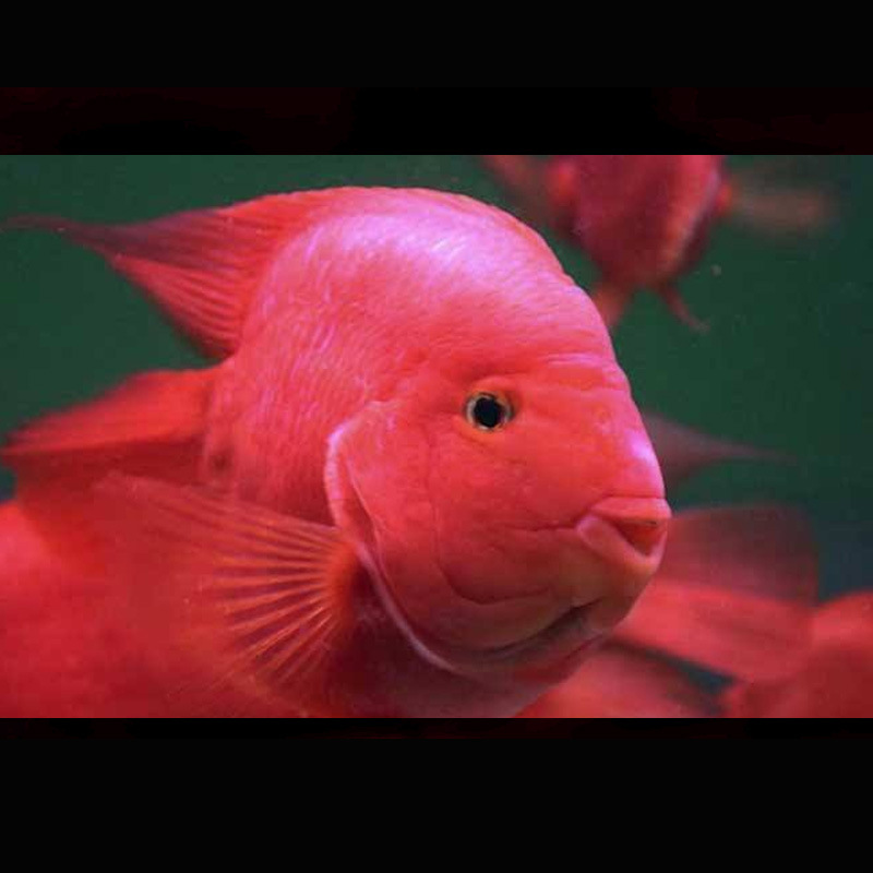 红鹦鹉鱼活鱼热带观赏鱼元宝鹦鹉鱼发财鱼财神鹦鹉鱼起头血鹦鹉鱼