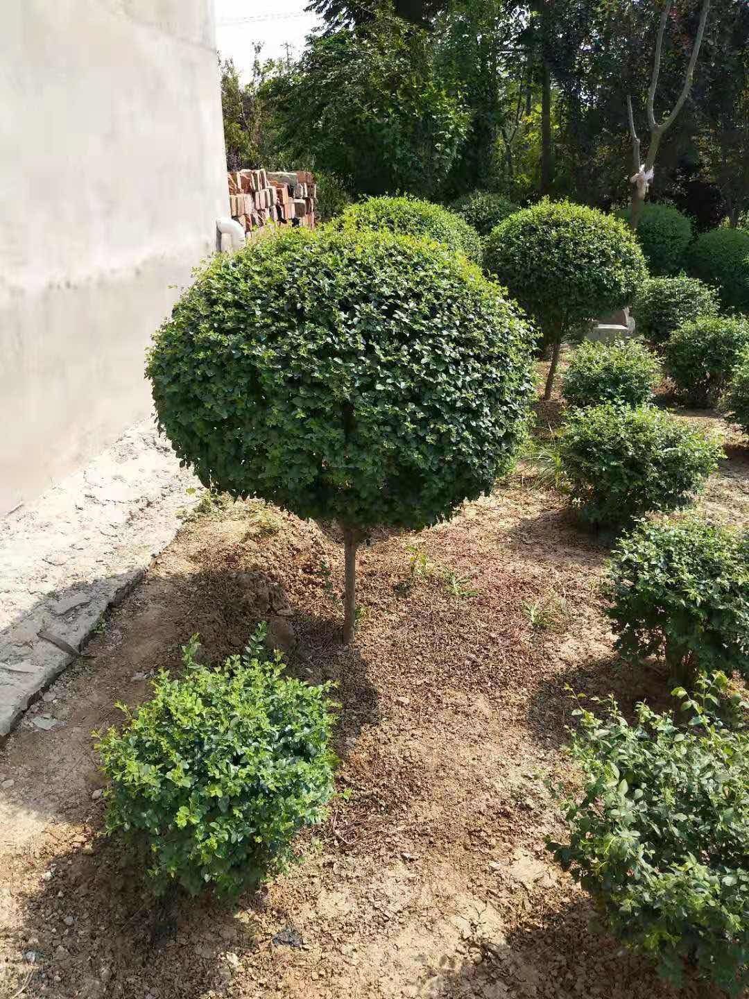 一件代发小叶女贞球树苗造型树盆景树桩球形棒棒糖树苗绿化植物苗