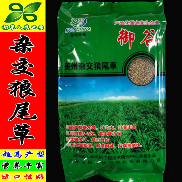 御谷美洲杂交狼尾草种子 进口畜禽牧草籽猪牛羊鸡鸭鹅南北方包邮