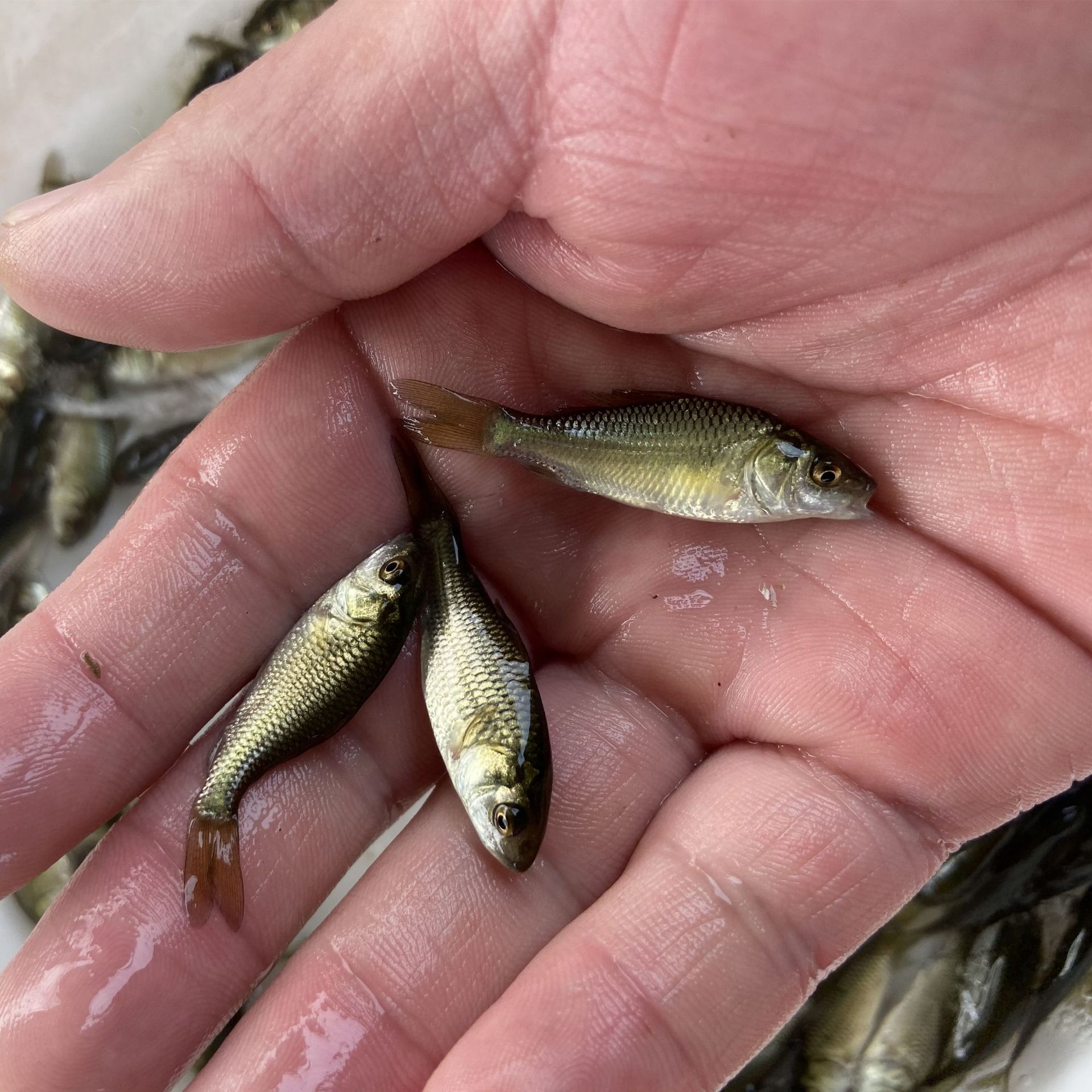 鲤鱼苗 利鸿渔业基地直销 建鲤 杂交鲤鱼苗 超级鲤鱼 快大高效益