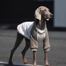 狗狗衣服大型犬春秋插肩袖薄款金毛拉布拉多网红大狗狗衣服边牧