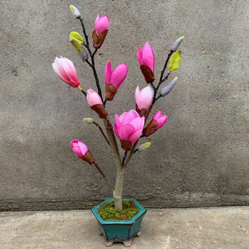 买一送一矮化盆栽地栽玉兰树苗耐寒盆景四季开花花卉绿植包活