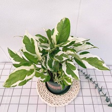 白脉叶蝉竹芋 荷兰进口室内耐阴稀有垂吊绿植物花卉包邮_阿里巴巴找货