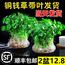 带叶铜钱草水培植物办公室内盆栽客厅桌面绿植花卉趣味水养金钱草