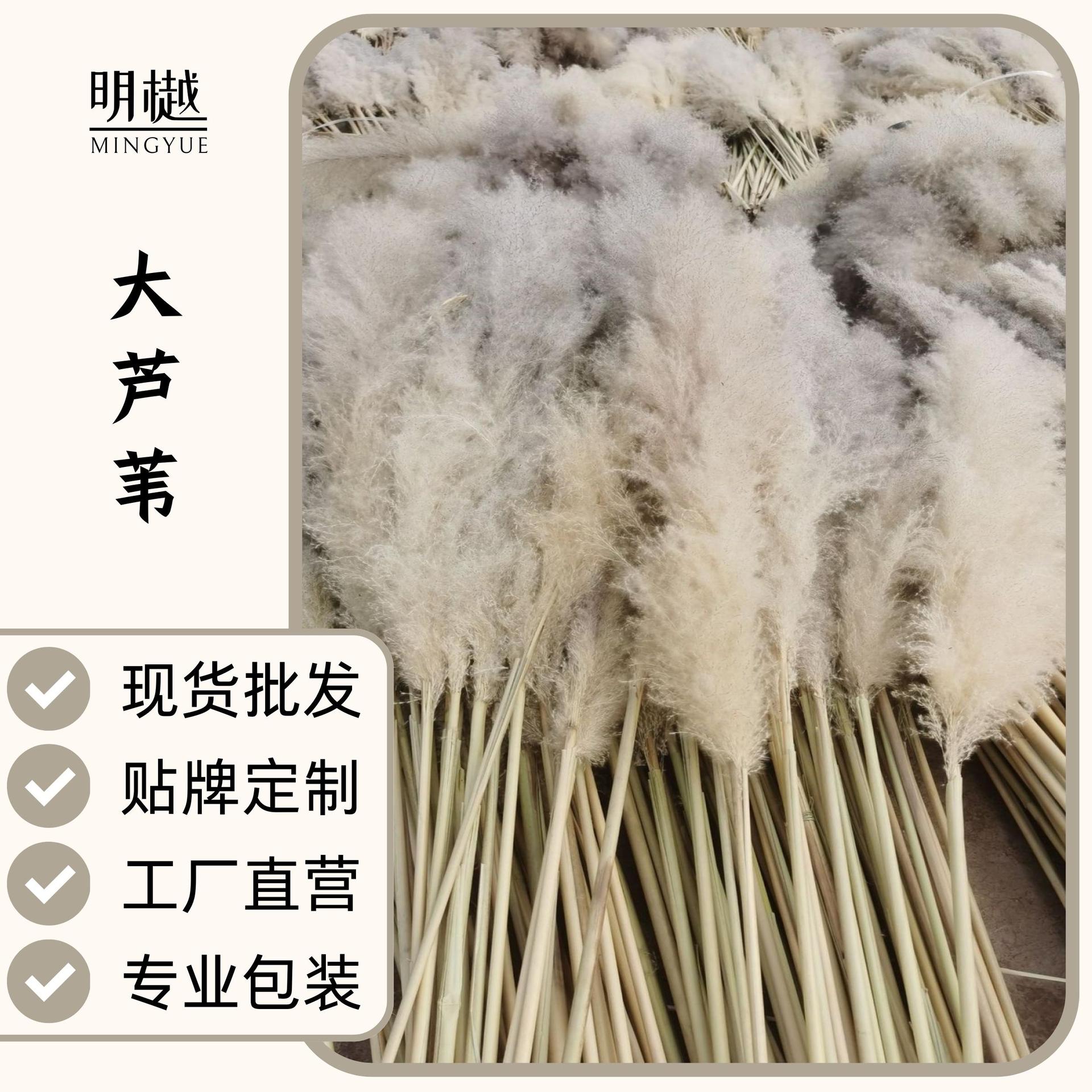 新品越南大芦苇云南芦苇干花花束装饰蓬松婚庆拍摄落地摆造景天然