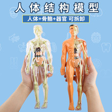 人体结构模型器官骨骼拆卸拼装生物医学解剖身体内脏骨架儿童玩具
