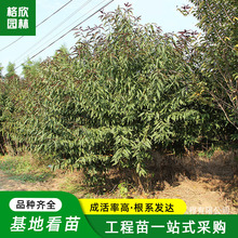 紫叶碧桃红叶碧桃树苗现挖现发庭院观赏重瓣花卉植物盆栽嫁接小苗