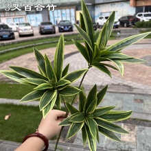 新款仿真百合竹绿植厂家榕树叶玫瑰叶富贵叶婚礼路引假花工厂批发