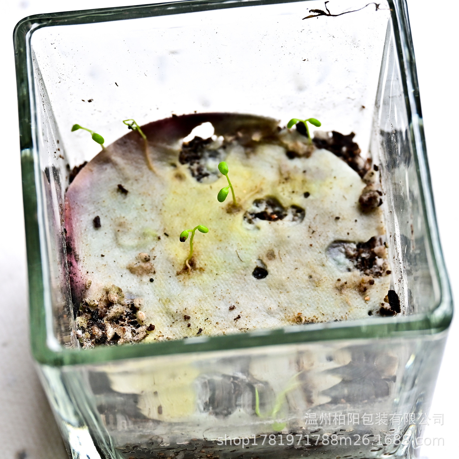 再生发芽种子手工纸圆形卡片来图异形彩色吊牌贺卡名片定制seed纸