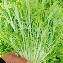 批发蔬菜类野菜苦苣种子10克一包量大批发家庭阳台菜园果蔬苦菜