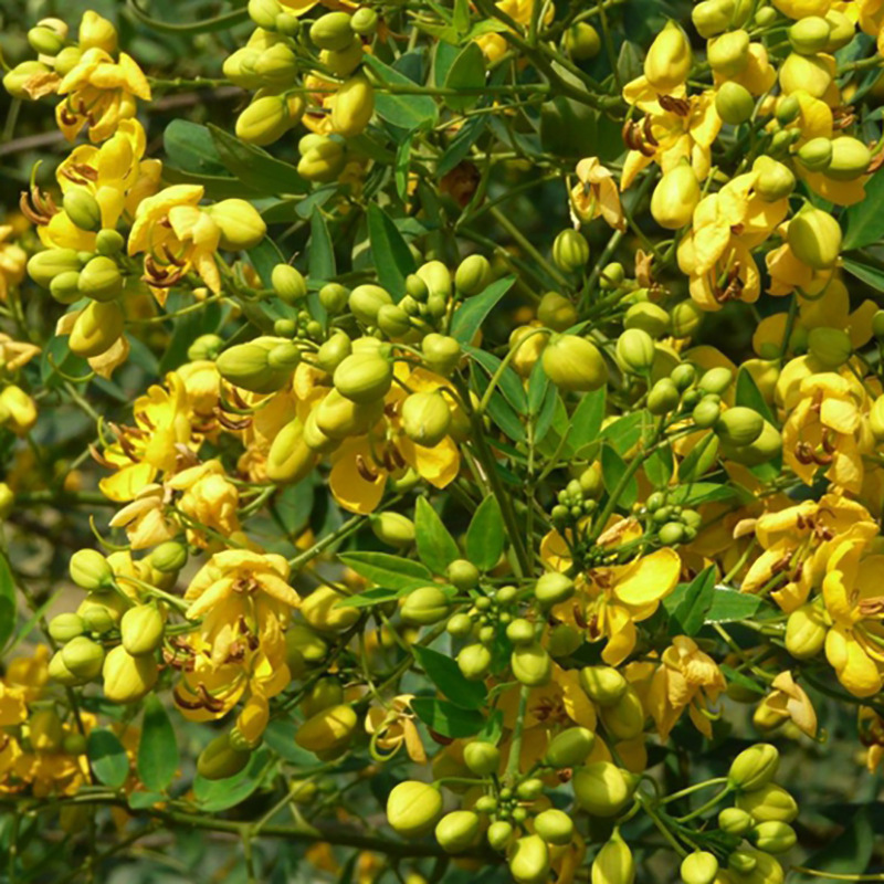 批发种子 双荚决明 伞房决明种子 优质决明子种子