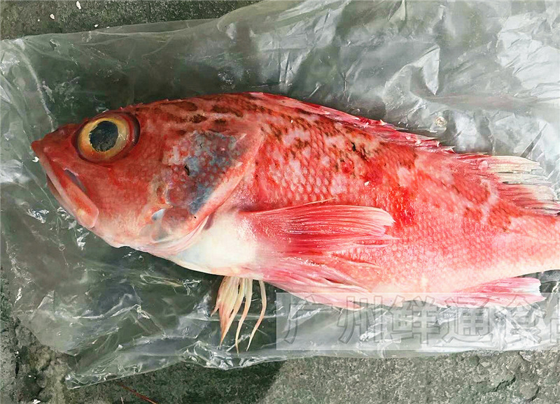 【新西兰红宝石鱼】10kg/件 活冻红鲈鱼红石斑鱼海鲜水产酒楼