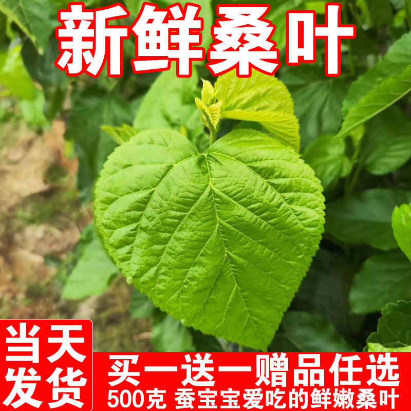 桑叶嫩春蚕新鲜蚕现摘嫩蚕叶蚁蚕大蚕小蚕饲料蚕宝宝蚕卵天然养蚕