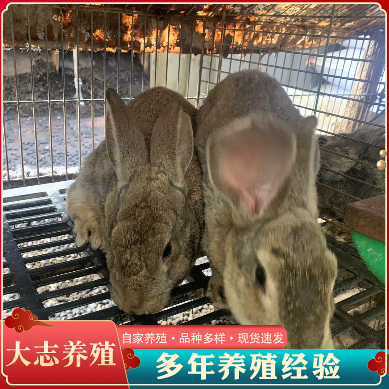 农家散养比利时兔种兔活体大体肉兔比利时孕兔兔苗大量批发-阿里巴巴