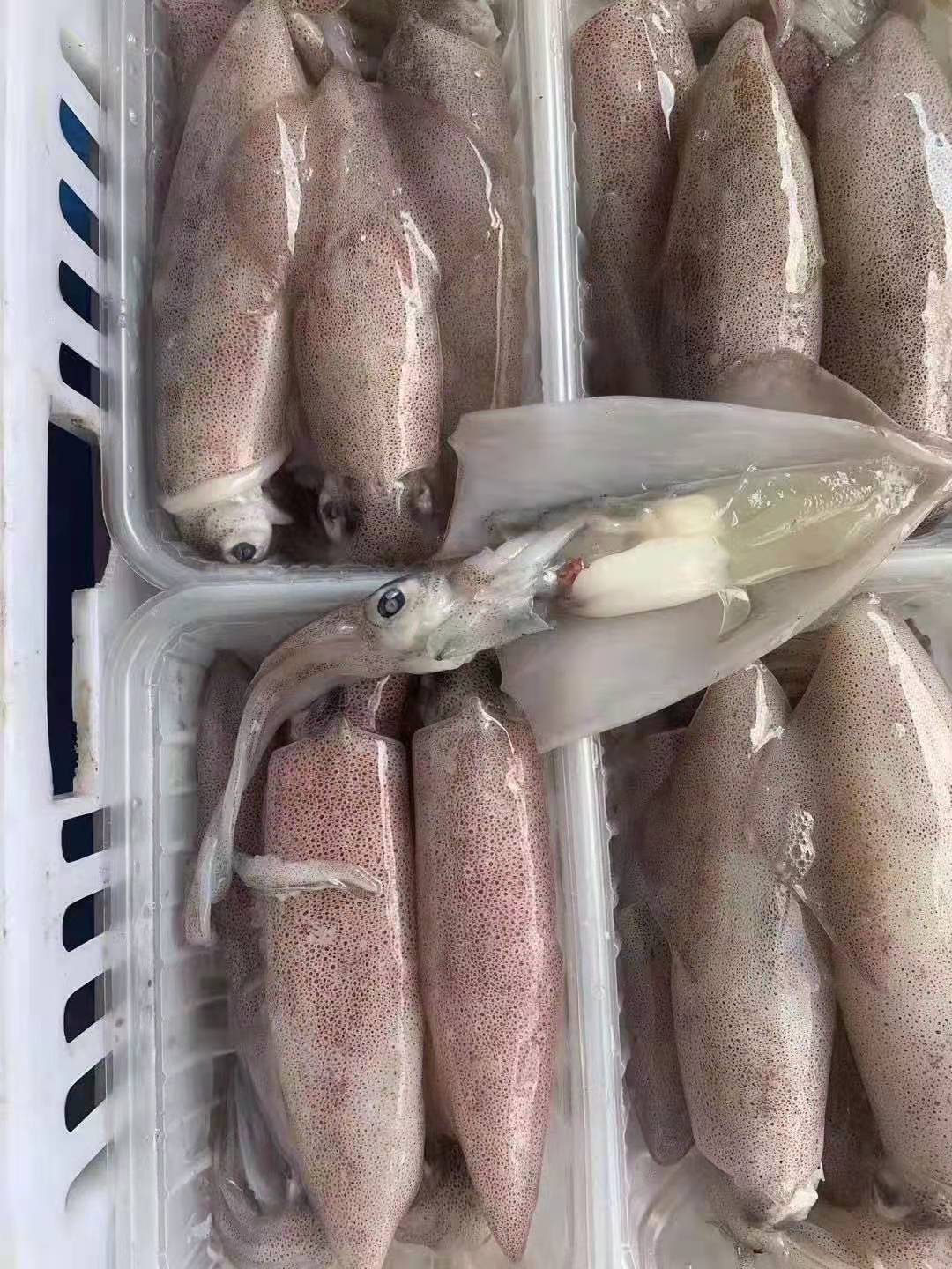 母管 母鱿鱼 带籽鱿鱼母 一手供应各大平台 酒店 餐厅 排挡