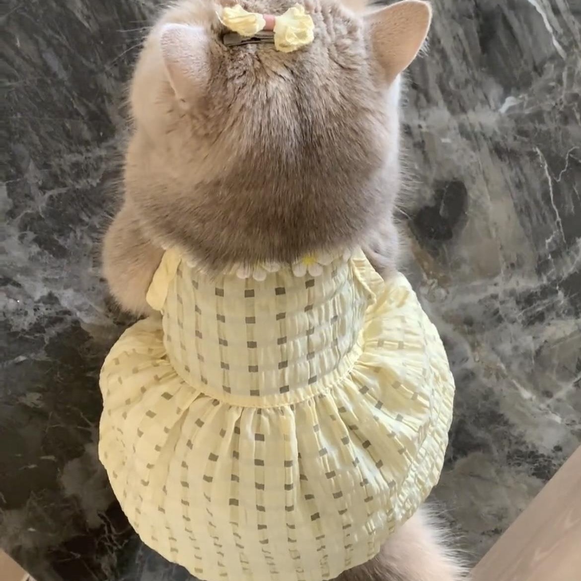 工厂直销猫咪夏天衣服小裙子防掉毛可爱ins金渐层布偶猫英短夏季