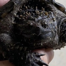 北美小鳄龟爆刺宠物龟观赏龟杂佛食肉龟水龟外塘凶猛小乌龟活物