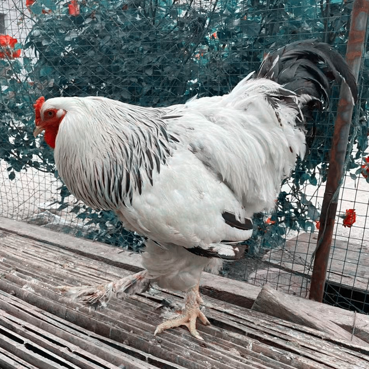 真婆罗门鸡活体观赏鸡宠物鸡公母梵天鸡活体40天脱温婆罗门鸡苗