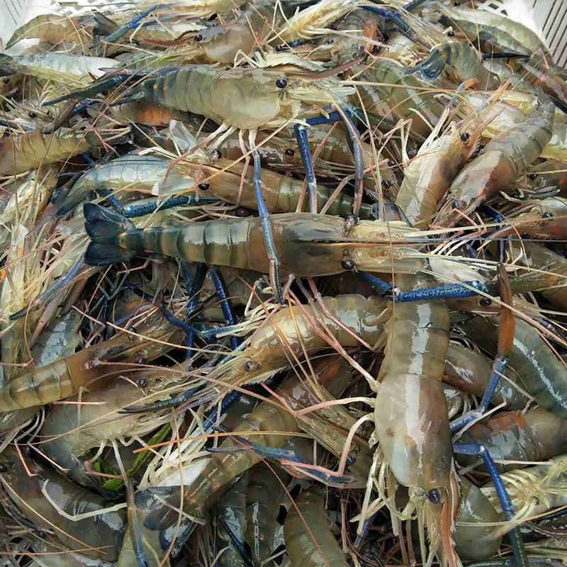 活冻罗氏沼虾大虾海鲜水产大排档酒楼食材鲜虾冷冻虾冰虾商用批发