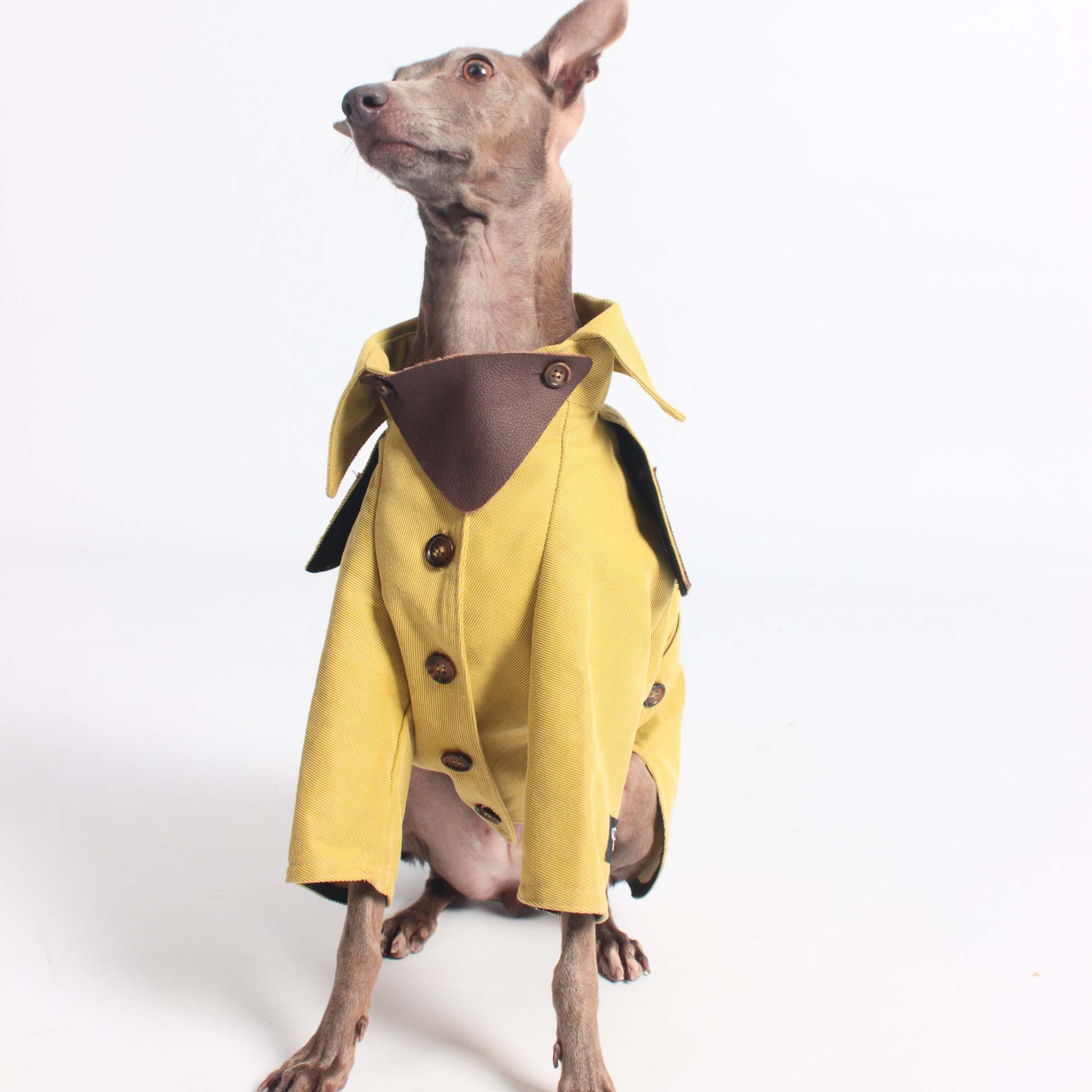 宠物服装 斜纹防水防风翻领狗外套灵缇惠比特细犬大狗衣服